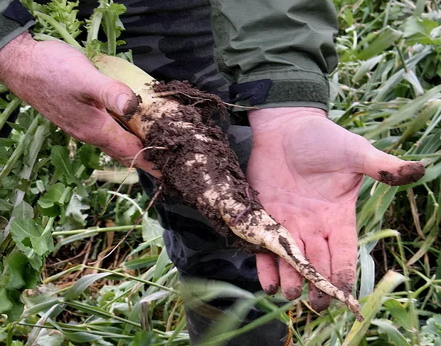 Cover Crops Reduce Compaction